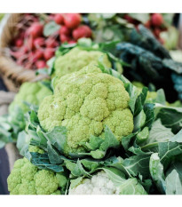 Karfiol Susana F1 - Brassica oleracea var botrytis - semená - 20 ks
