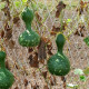 Okrasná tekvica Indonesian Bottle - Cucurbita pepo - predaj semien - 8 ks