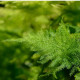 Špargľa hustokvetá - Asparagus plumosus - predaj semien - 15 ks