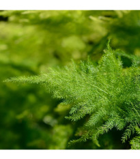 Špargľa hustokvetá - Asparagus plumosus - predaj semien - 15 ks