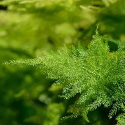 Špargľa hustokvetá - Asparagus plumosus - predaj semien - 15 ks