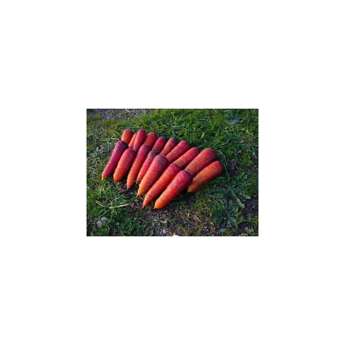 BIO Mrkva raná Rouge Sang - Daucus carota - predaj bio semien - 200 ks