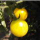 Paradajka Cerise žltá - Solanum lycopersicum - predaj semien paradajok - 10 ks
