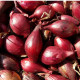 BIO Cibuľa Rossa di Firenze - Allium cepa - predaj bio semien - 100 ks