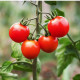 Paradajka Gardeners Delight - Solanum lycopersicum - predaj semien paradajok - 10 ks