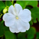 Netýkavka Accent F1 biela - Impatiens walleriana - predaj semien - 20 ks