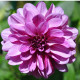 Georgína Fascination - Dahlia - predaj cibuľovín - 1 ks