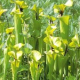 Špirlica flava var. ornata - Sarracenia flava - predaj semien - 10 ks
