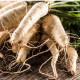BIO Paštrnák Turga - Pastinaca sativa - predaj bio semien - 1 g