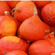BIO Tekvica Solor - Cucurbita maxima - predaj bio semien - 7 ks