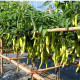 BIO Paprika Sweet Banana - Capsicum annuum - predaj bio semená - 8 ks