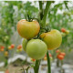 BIO Paradajka Heart of Gold - Solanum lycopersicum - predaj bio semien - 10 ks