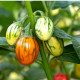 Okrasný baklažán Striped Toga - Solanum melongena - predaj semien - 10 ks