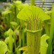 Špirlica krídlatá - Sarracenia alata - semiačka - 12 ks