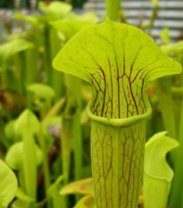 Špirlica krídlatá - Sarracenia alata - semiačka - 12 ks