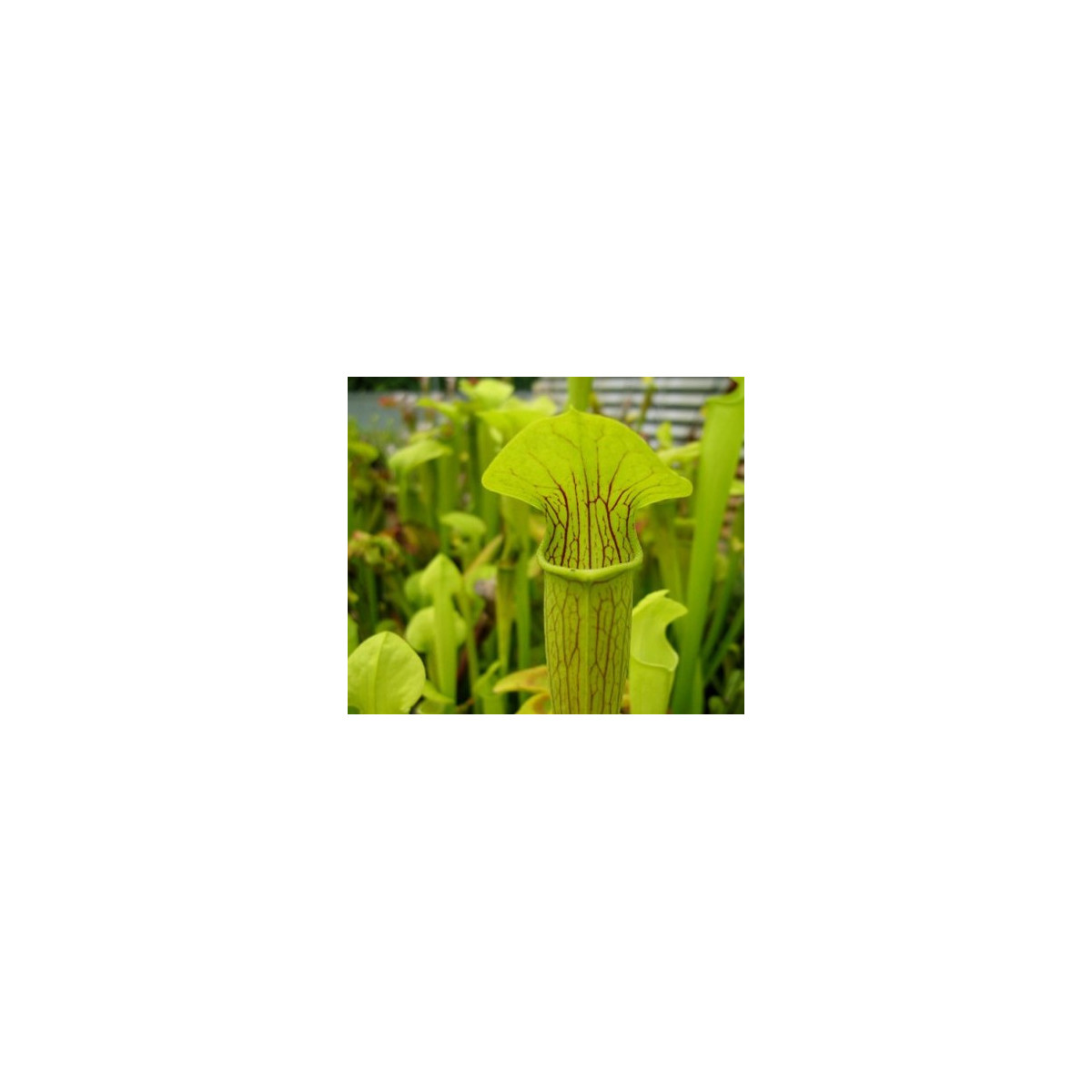 Špirlica krídlatá - Sarracenia alata - semiačka - 12 ks