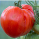 Paradajka kolíková Oxheart - Solanum lycopersicum - predaj semien - 20 ks