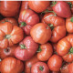 BIO Paradajka Bührer-Keel - Solanum lycopersicum - predaj bio semien - 8 ks