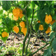 Chilli Carolina Reaper yellow - Capsicum chinense - predaj semien - 5 ks