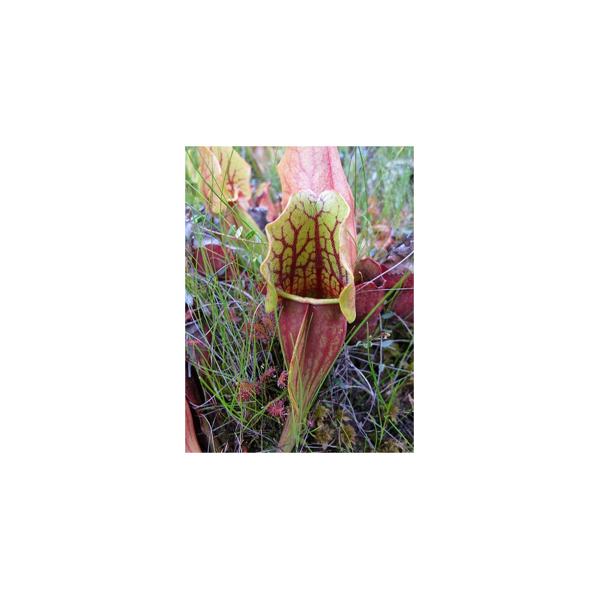 Špirlica purpurová - Sarracenia purpurea - predaj semien - 8 ks