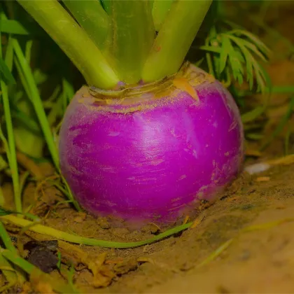 BIO Reďkev jesenná fialová - Raphanus sativus - predaj bio semien - 80 ks