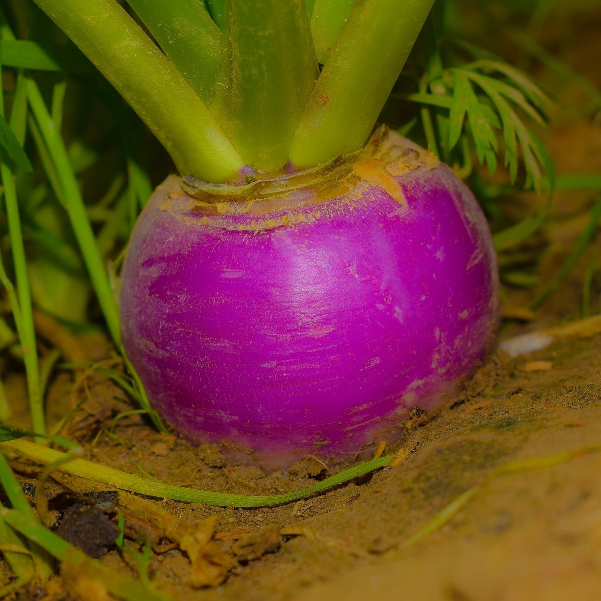 BIO Reďkev jesenná fialová - Raphanus sativus - predaj bio semien - 80 ks