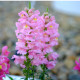 Papuľka väčšia svetloružová - Antirrhinum majus - predaj semien - 20 ks