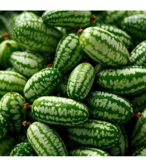 BIO Mexická mini uhorka - Melothria scabra - predaj bio semien cucamelona - 5 ks