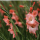 Gladiola Rose Supreme - Gladiolus - predaj cibuľovín - 3 ks