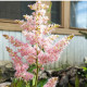 Astilba Peaches and Cream - Astilbe - predaj cibuľovín - 1 ks