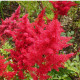 Astilba Koblenz - Astilbe - predaj cibuľovín - 1 ks