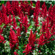 Astilba Else Schluck - Astilbe - predaj cibuľovín - 1 ks