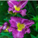 Ľaliovka Blue Sea - Hemerocallis - predaj cibuľovín - 1 ks