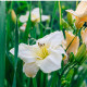 Ľaliovka White Temptation - Hemerocallis - predaj cibuľovín - 1 ks