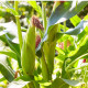 BIO Kukurica pukancová Cinema - Zea mays - predaj bio semien - 15 ks