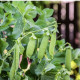 BIO Hrach dreňový Maxigolt - Pisum sativum - predaj bio semien - 35 ks