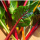 BIO Mangold dúhový - Beta vulgaris - predaj bio semien - 45 ks