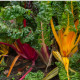 BIO Mangold dúhový - Beta vulgaris - predaj bio semien - 45 ks