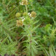Skoroceľ indický - Plantago psyllium - semiačka - 40 ks