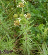 Skoroceľ indický - Plantago psyllium - semiačka - 40 ks