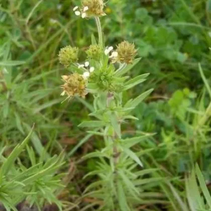 Skoroceľ indický - Plantago psyllium - semiačka - 40 ks