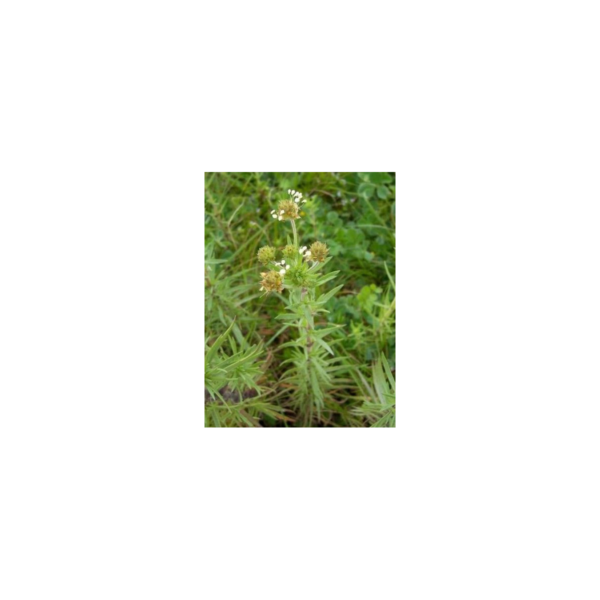 Skoroceľ indický - Plantago psyllium - semiačka - 40 ks