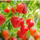 Jahoda Honeyo - Fragaria ananassa - voľnokorenné sadenice jahôd - 5 ks