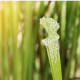Špirlica bielolistá biela - Sarracenia leucophylla - predaj semien - 10 ks
