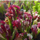 Špirlica mix - Sarracenia - predaj semien - 10 ks