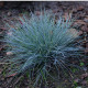Kostrava Walliská Buddy Blue - Festuca valesiaca - predaj semien kostravy - 20 ks