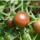BIO Paradajka Koktejlová Brown Berry - Solanum lycopersicum - predaj bio semien - 7 ks