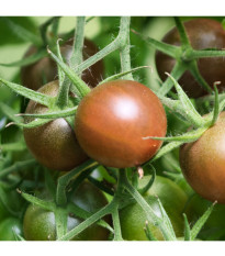 BIO Paradajka kolíková cherry Brown Berry - Solanum lycopersicum - predaj bio semien - 7 ks
