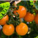 Paradajka Yoney F1- Solanum lycopersicum - semená paradajok - 6 ks