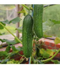 BIO Uhorka Picolino F1 - Cucumis sativus - predaj bio semien uhorky - 4 ks